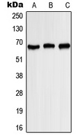 Kv1.3 (Phospho-Y187) Rabbit Polyclonal Antibody