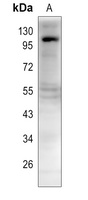 DNA Ligase 4 Rabbit Polyclonal Antibody