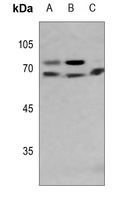 Lamin A/C Rabbit Polyclonal Antibody