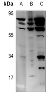 Lamin A/C Rabbit Polyclonal Antibody