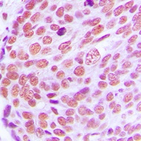 Lamin A/C Rabbit Polyclonal Antibody