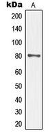 TAU (Phospho-S552) Rabbit Polyclonal Antibody