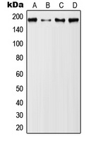MUC1 (Phospho-Y1229) Rabbit Polyclonal Antibody
