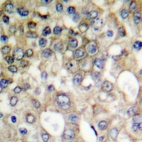 MUC1 (Phospho-Y1229) Rabbit Polyclonal Antibody