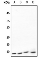 NDUFA4 Rabbit Polyclonal Antibody