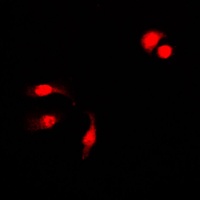 NF-kappaB p105 (Phospho-S927) Rabbit Polyclonal Antibody