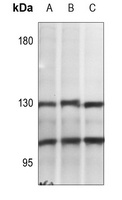 NF-kappaB p105/p50 (Phospho-S337) Rabbit Polyclonal Antibody