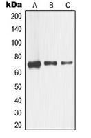 CD271 Rabbit Polyclonal Antibody