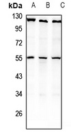 NPY2R Rabbit Polyclonal Antibody