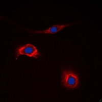 NPY2R Rabbit Polyclonal Antibody