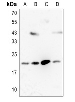RKIP Rabbit Polyclonal Antibody