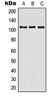 Contactin 3 Rabbit Polyclonal Antibody
