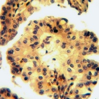 Contactin 3 Rabbit Polyclonal Antibody