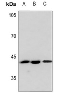 PAWR Rabbit Polyclonal Antibody