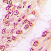 PAWR Rabbit Polyclonal Antibody