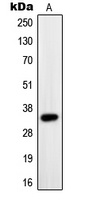 PAX9 Rabbit Polyclonal Antibody