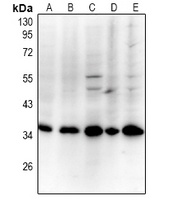 PCNA Rabbit Polyclonal Antibody