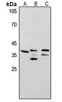 PCNA Rabbit Polyclonal Antibody