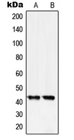 Serpin B5 Rabbit Polyclonal Antibody