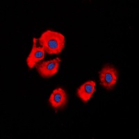 Serpin B5 Rabbit Polyclonal Antibody