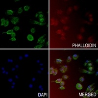 PIN1 (Phospho-S16) Rabbit Polyclonal Antibody