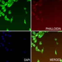 DNA Polymerase delta 1 Rabbit Polyclonal Antibody