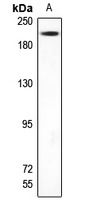 TRAP220 Rabbit Polyclonal Antibody