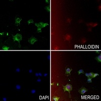 Cathepsin A 32k Rabbit Polyclonal Antibody