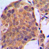 ERK1/2 Rabbit Polyclonal Antibody