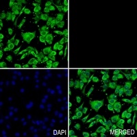 ERK1/2 Rabbit Polyclonal Antibody