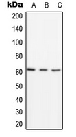 PSMD3 Rabbit Polyclonal Antibody
