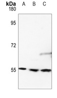 RAD23B Rabbit Polyclonal Antibody