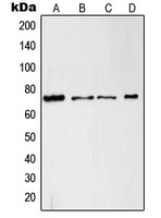 c-RAF Rabbit Polyclonal Antibody