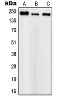Nav-pan Rabbit Polyclonal Antibody