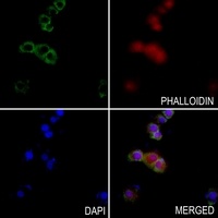 CXCL12 Rabbit Polyclonal Antibody