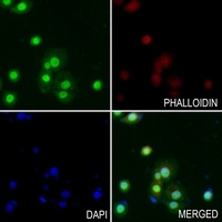 SUMO2/3 Rabbit Polyclonal Antibody