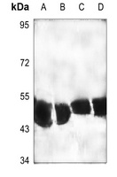 SRF Rabbit Polyclonal Antibody