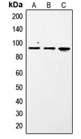 STAT1 (Phospho-S727) Rabbit Polyclonal Antibody