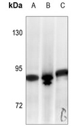 STAT1 Rabbit Polyclonal Antibody