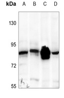 STAT1 Rabbit Polyclonal Antibody