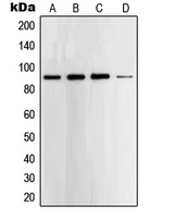 STAT5 Rabbit Polyclonal Antibody