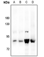 STAT5A Rabbit Polyclonal Antibody