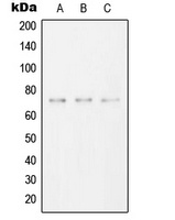 SYK Rabbit Polyclonal Antibody