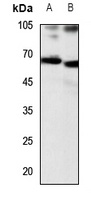 CD156b Rabbit Polyclonal Antibody
