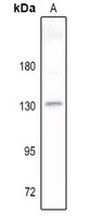 Contactin 2 Rabbit Polyclonal Antibody