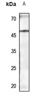 TAZ Rabbit Polyclonal Antibody