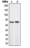 TCF3 Rabbit Polyclonal Antibody