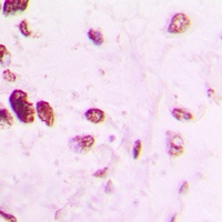 AP2 alpha/beta Rabbit Polyclonal Antibody