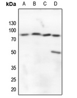 A20 Rabbit Polyclonal Antibody