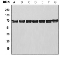 TRAF3 Rabbit Polyclonal Antibody